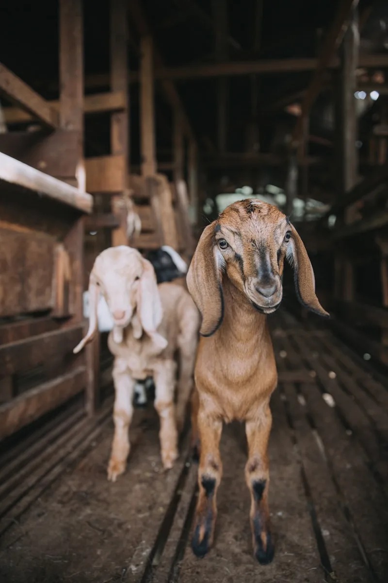 Cabras de la Ganadería Los Castillos Fernández Lancharro dentro del establo, símbolo del cuidado y la tradición ganadera en El Real de la Jara.