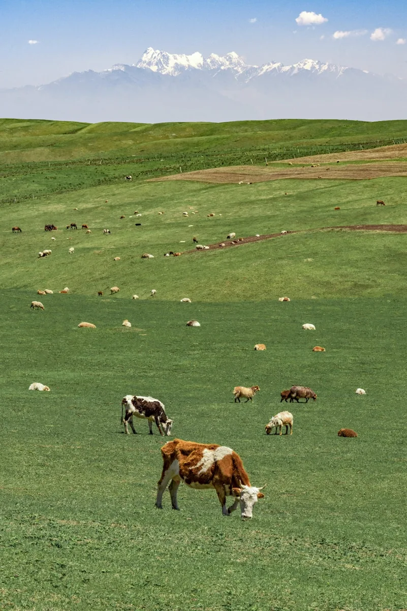 Ganadería Los Castillos Fernández Lancharro: vacas pastando en praderas verdes de El Real de la Jara, reflejando la tradición y el cuidado del campo andaluz.